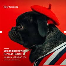 Hewan Seperti Anjing Dan Kucing Memang Menggemaskan Lucu Dan Asyik Kalau Diajak Bermain Tapi Hati Hati Karena Mereka Bisa Menularkan Rabie Anjing Hewan Kucing