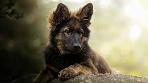 Stunning german shepherd pups for sale. King Shepherd Price Temperament Life Span