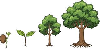 Image result for oak sapling