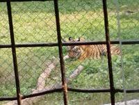 SANJAY GANDHI NATIONAL PARK (Updated ...