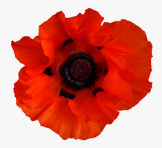 Spring planted flower bulbs such as dahlia, gladiolus, and lilies are planted in the spring and flower in the summer. Oriental Family Plant Corn Poppy Flowering Plant Anemone Perennial Red Poppies Png Transparent Png Kindpng