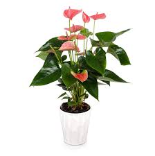 Anthurium Care Instructions