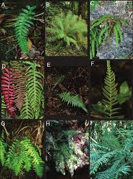 Image result for Blechnaceae