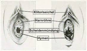 Können wir erraten, wann du entjungfert wurdest? Die Jungfrau Ohne Hautchen Bochumer Stadt Und Studierendenzeitung