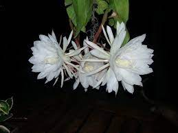 Most night blooming flowers are pollinated by nocturnal animals or insects (moths, bats etc.) as they bloom at night they don't have to be brightly coloured and normally rely on strong bats can pollinate cactus flowers that only bloom at night. Epiphyllum Oxypetalum Wikipedia