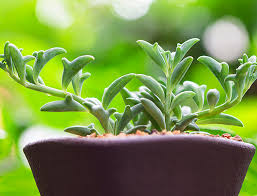 Maybe you would like to learn more about one of these? String Of Dolphins Guide How To Grow Care For Curio Peregrinus