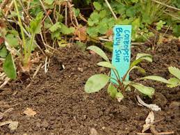 Coreopsis Lance Leaved Seedlings Plants Plant Pictures