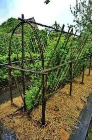 как приготовить эффективное средство от комаров и мошек своими рукам Magnificient Rock Gardens Ideas For Garden Greenhouse Plants Garden Green Gardening Flowers Seedling Vegetables Trellis Plants Potager Garden Plants