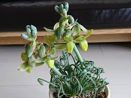 くるくるの葉がかわいい植物 アルブカの紹介 育て方 人気の種類 ゆるぷ