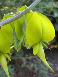 Image result for Crotalaria macrocarpa