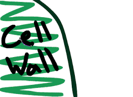 Plant and animal cells both have cell walls so the cell can maintain its shape. Animal And Plant Cells Science Quizizz