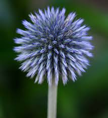 It is a tender perennial, hardy only in zones 10 and 11. Anything But Ordinary Inspiring Unique Flowers