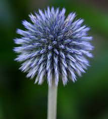 It is a tender perennial, hardy only in zones 10 and 11. Anything But Ordinary Inspiring Unique Flowers