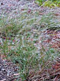 Image result for Dichanthium sericeum