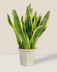 Image result for Uvaria laurentii