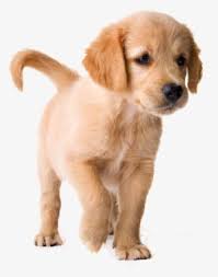 Browse thru golden retriever puppies for sale near lincoln, nebraska, usa area listings on puppyfinder.com to find your perfect puppy. Golden Retriever Short Hair Puppies Transparent Png 558x440 Free Download On Nicepng