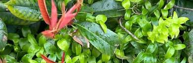 Image result for Asparagus asparagoides