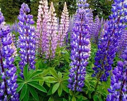 We offer flower delivery to the. Minnesota Wildflowers Image Gallery Owlcation