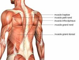 Apprenez à exécuter l'exercice suivant: Le Top 5 De Meilleurs Exercices Pour Le Dos Dravel