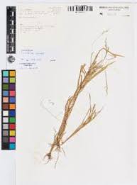 Image result for Eriochloa fatmensis