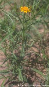 Image result for Pascalia glauca