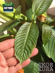 Lantas bagaimana cara mengobati asam urat dengan daun sirih merah? Mkc Malaysian Kratom Community Pokok Ketum Kratom Mitragyna Speciosa Home Facebook