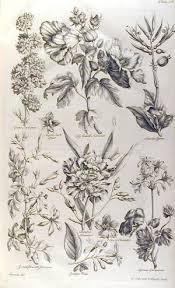 Pin By Terrain On Floral Flower Drawing Design Botanical Drawings Botanical Illustration