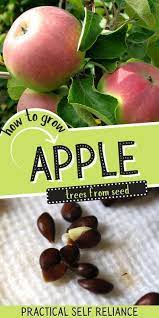 How To Grow Apple Trees From Seed In 2021 Apple Tree From Seed Growing Fruit Apple Tree