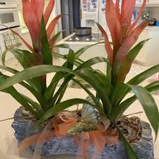Maybe you would like to learn more about one of these? Rumours Balloons Flowers Florists 421 Shamrock Blvd Venice Fl Phone Number Yelp