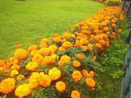 We did not find results for: Growing Marigolds Greenmylife