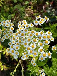 Image result for Parthenium