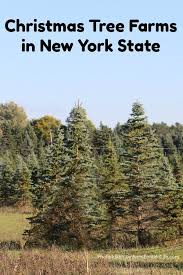 Maybe you would like to learn more about one of these? Christmas Tree Farms In New York State
