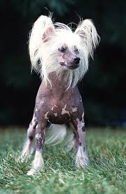 pin on chinese crested