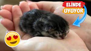 sahibinin elinde uyuyan yavru kediler 2018 derleme youtube