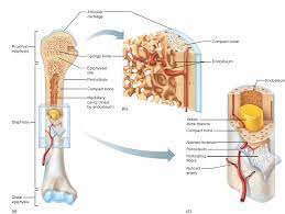 The Structure Of A Long Bone Is Illustrated Showing The Location Of Yellow Bone Marrow Within The Medullary Ca Medical Anatomy Cavities Anatomy And Physiology