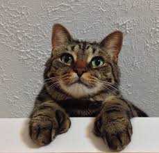 Greetings cat lovers and hemingway fans. 163 Names For Polydactyl Cats Cuteness