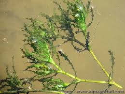 Image result for Najadaceae