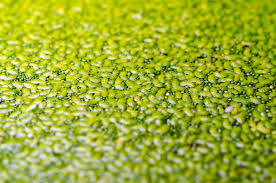 Image result for Wolffia