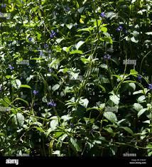 Image result for Stachytarpheta indica