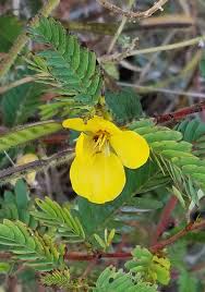Image result for Chamaecrista paralias