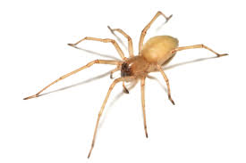 Image result for yellow sac spider bite skin