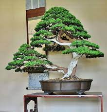 Bonsai trees for sale in the uk. Pin By Roy Yacar On Bonsai Insp3 Bonsai Tree Indoor Bonsai Tree Bonsai Tree Price
