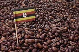 Maybe you would like to learn more about one of these? Ugandan Coffee What You Need To Know Coffee Affection
