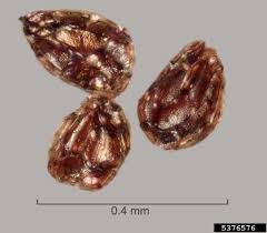 Image result for Orobanche