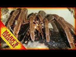 Arena política‏ @arenapoliticamx 25 янв. Pamphobetus Arana Polito Feeding My Chicken Spiders Youtube