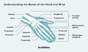 Image result for Normal Anatomic Position of the Hand and Wrist