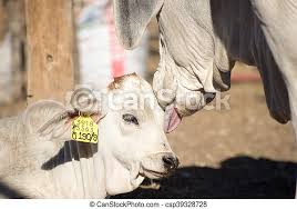 Many brahman cows and calves will be moved out of the new england region before winter really sets in. Brahman Cow Licking Calf A Brahman Cow Licks Her Calf On The Side Of The Face While The Calf Is Lying Down Canstock
