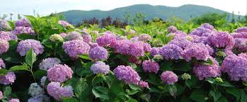 pepiniere pepiniere granby pepiniere abbotsford granby
