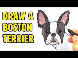 Basic version 00:02 ~ 04:09 section stop version. How To Draw A Boston Terrier Easy Step By Step Instructions Children S Author And Illustrator