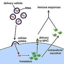 Most of the reported clots were in women aged under 60. Covid 19 Vaccine Wikipedia